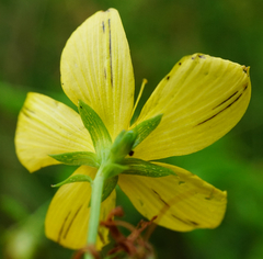 Hypericum × desetangsii
