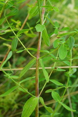 Hypericum × desetangsii