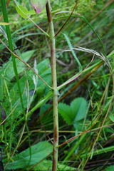 Hypericum × desetangsii