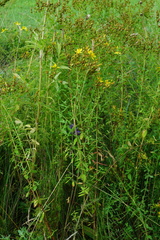 Hypericum × desetangsii