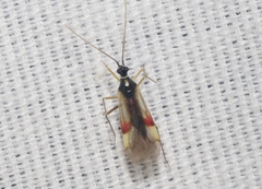 Tupiocoris californicus