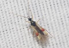 Tupiocoris californicus