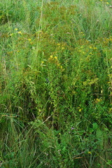 Hypericum × desetangsii