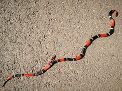Micrurus pyrrhocryptus