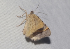 Macaria austrinata