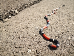 Micrurus pyrrhocryptus