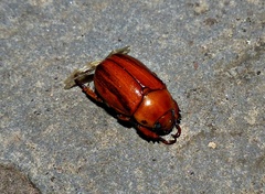 Pelidnota unicolor
