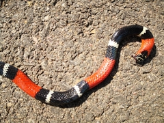 Micrurus pyrrhocryptus