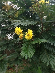 Cenostigma pluviosum
