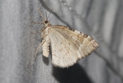 Dysstroma mancipata