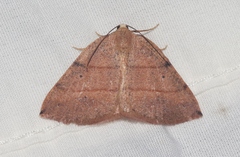 Drepanulatrix bifilata