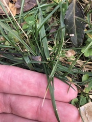 Poaceae