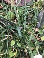 Poaceae