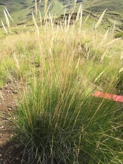 Tenaxia disticha