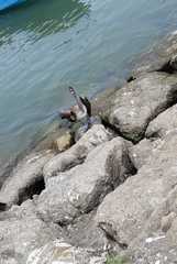 Pelecanus occidentalis