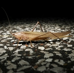 Neoconocephalus nebrascensis