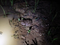 Lepidobatrachus llanensis