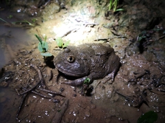 Lepidobatrachus llanensis