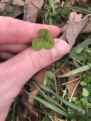 Trifolium