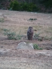 Bubo