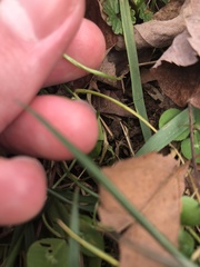 Trifolium