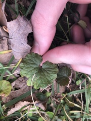 Glechoma hederacea