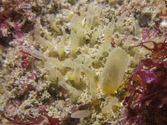 Polymastia penicillus