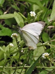 Ascia monuste automate