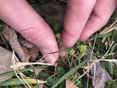 Sherardia arvensis