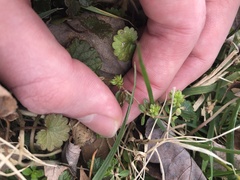 Sherardia arvensis