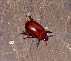 Pelidnota unicolor