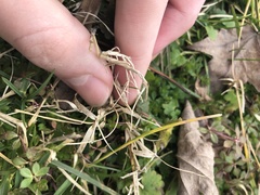 Poaceae