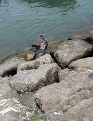 Pelecanus occidentalis