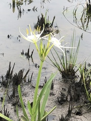 Hymenocallis liriosme