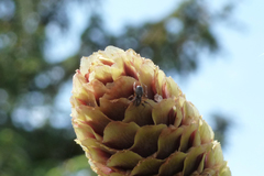 Hypsosinga albovittata