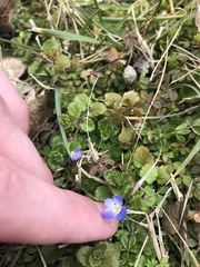 Veronica persica
