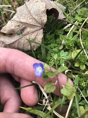 Veronica persica