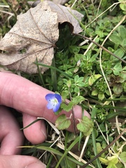 Veronica persica