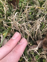 Poaceae