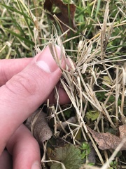 Poaceae