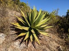 Agave convallis