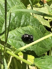 Phidippus audax
