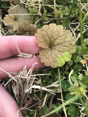 Glechoma hederacea