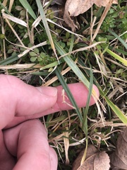 Poaceae