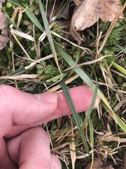 Poaceae