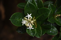 Chassalia gaertneroides