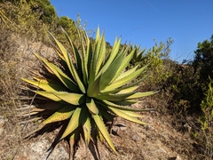 Agave convallis
