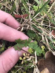 Geranium