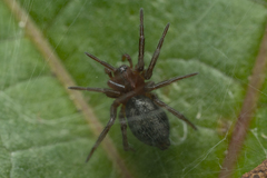 Araneae
