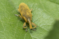 Lixus pulverulentus
